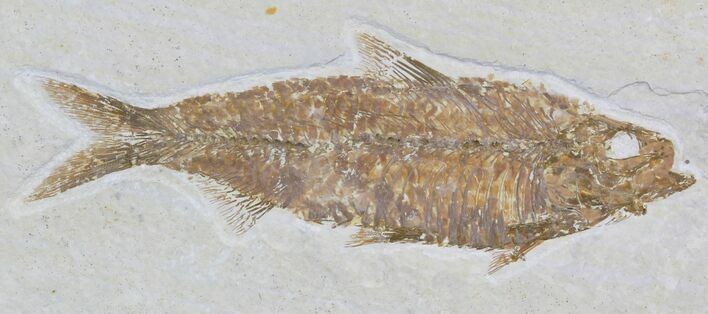 Nice Knightia Fossil Fish - Wyoming #32688